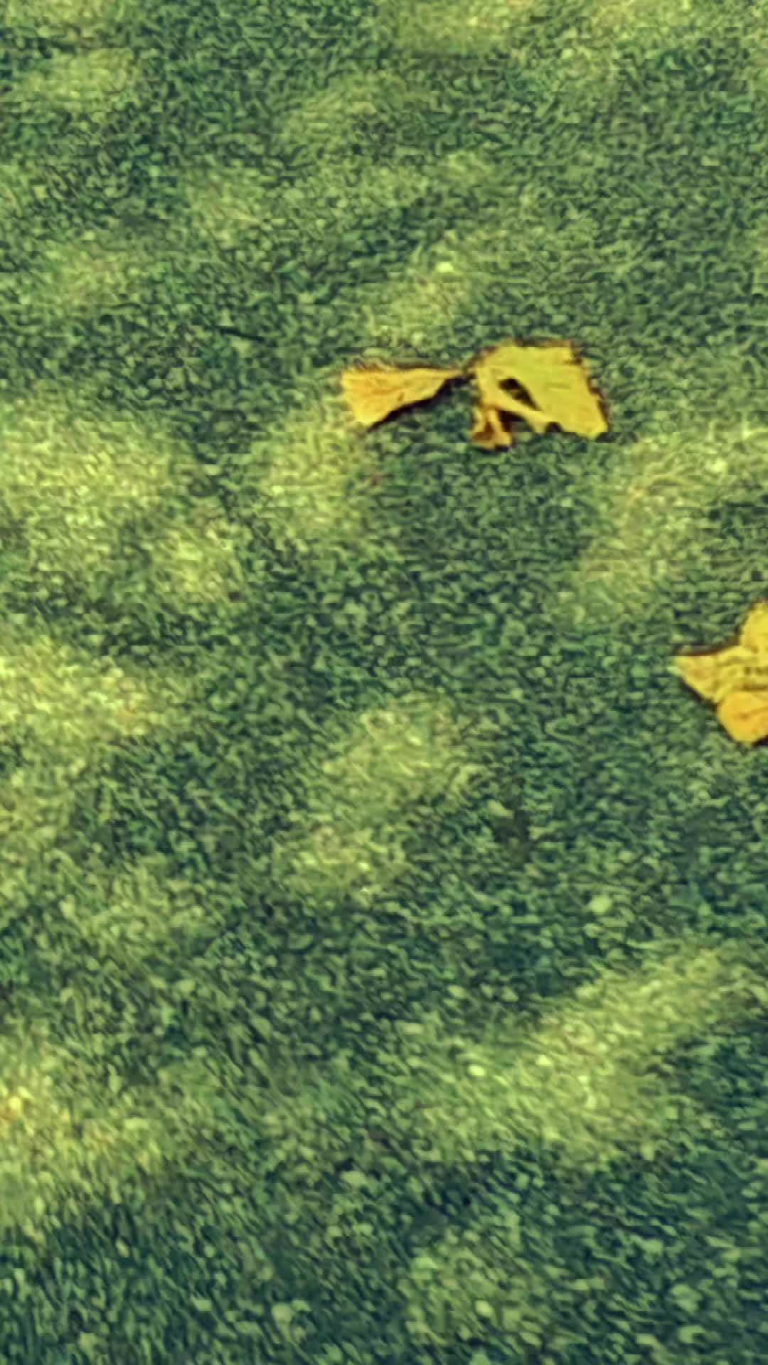 @Mibeko