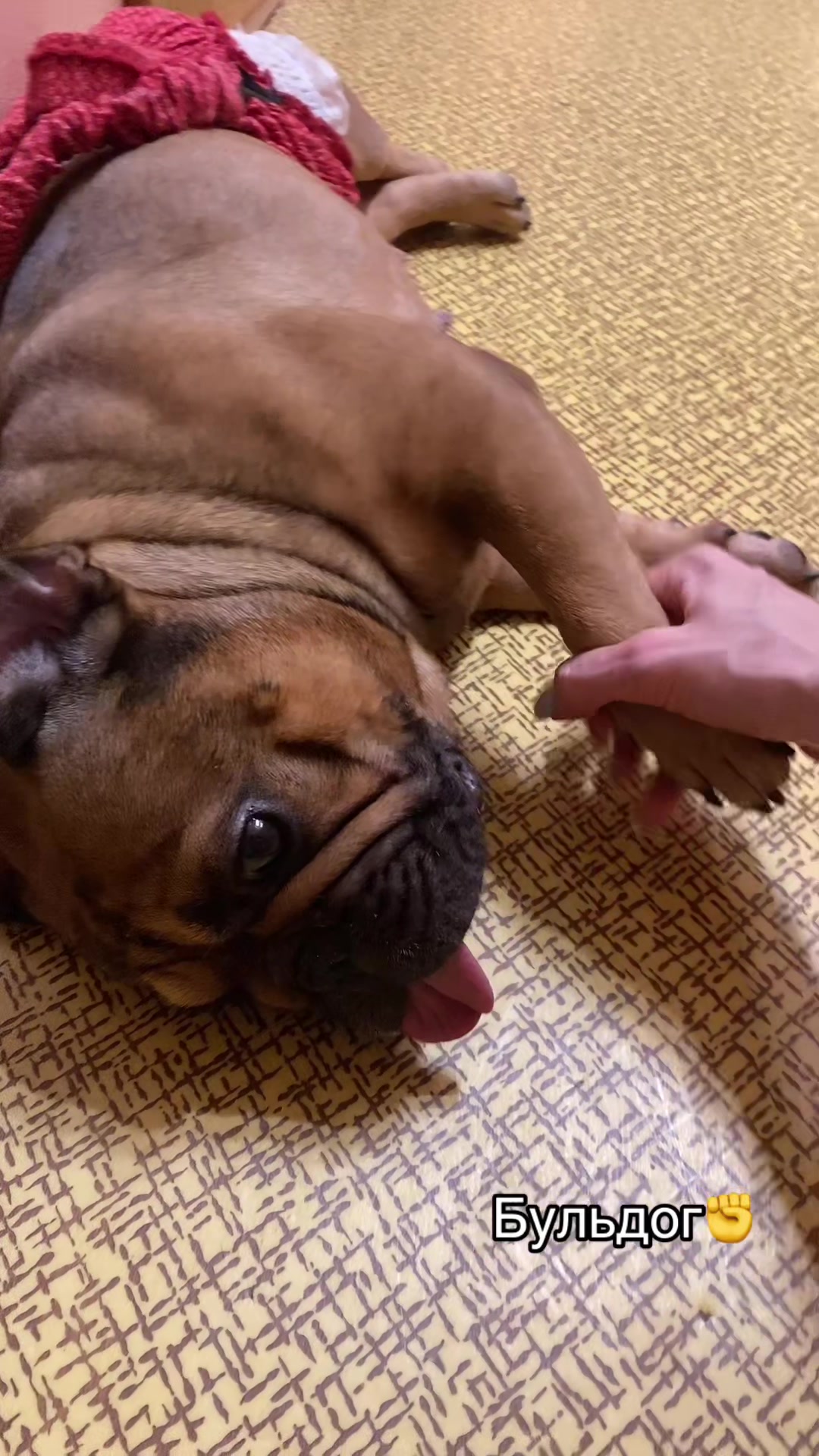 @_holly_bulls_
