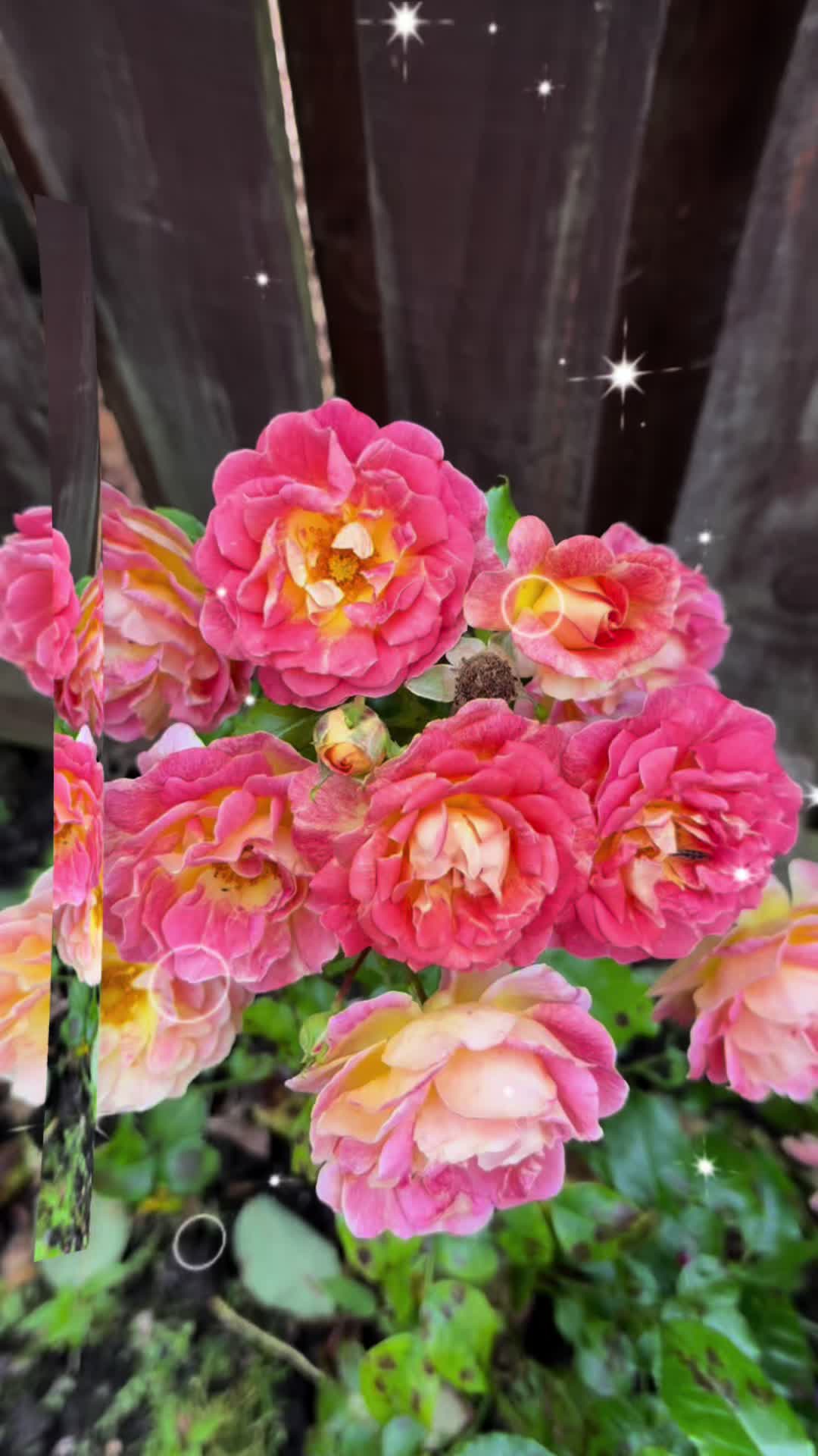 @Tahira458_UK