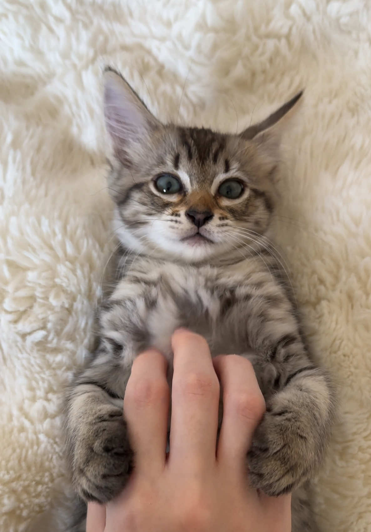@Mia kittens