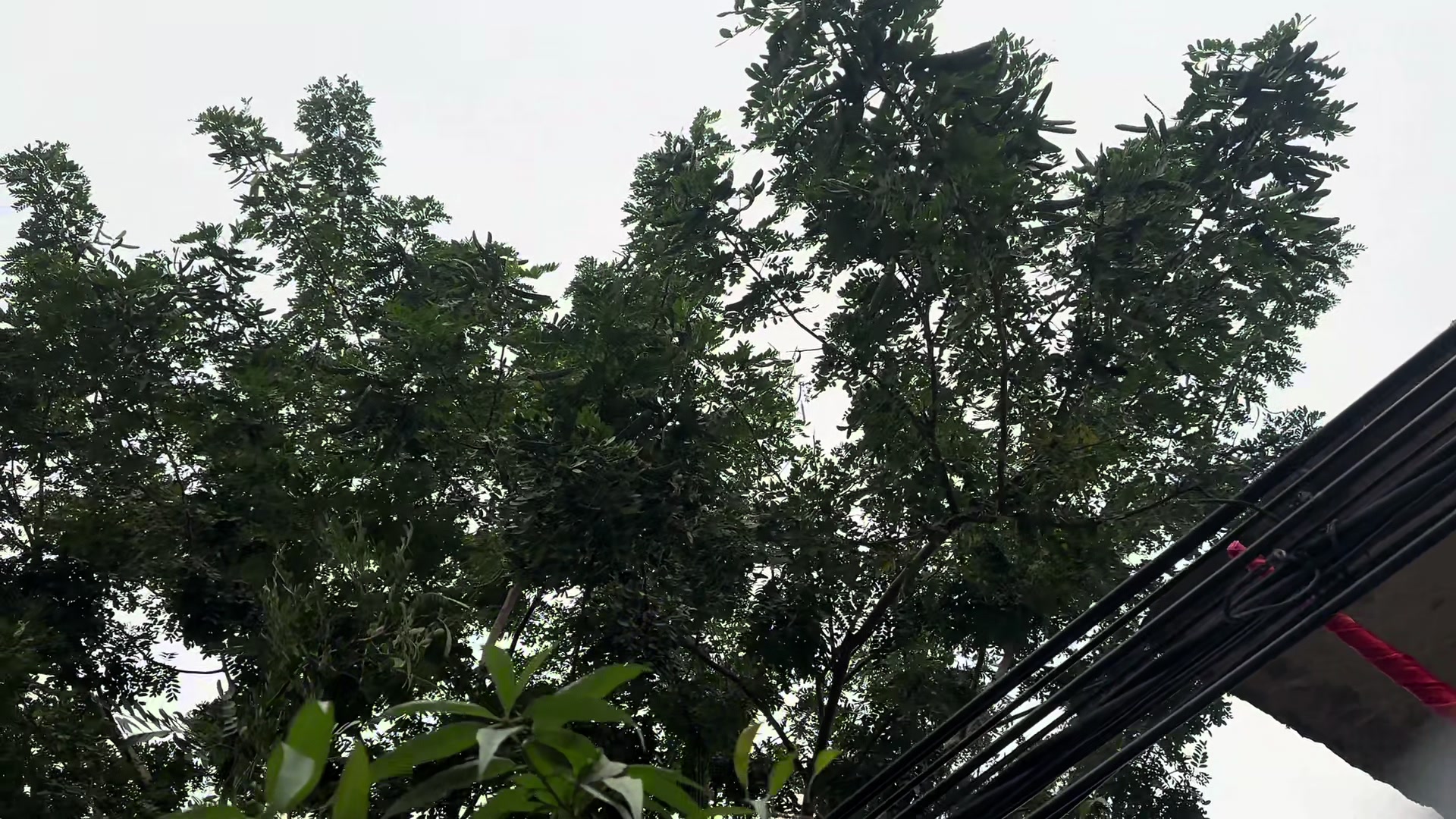 @Nh&agrave; Vườn Vũ Mai