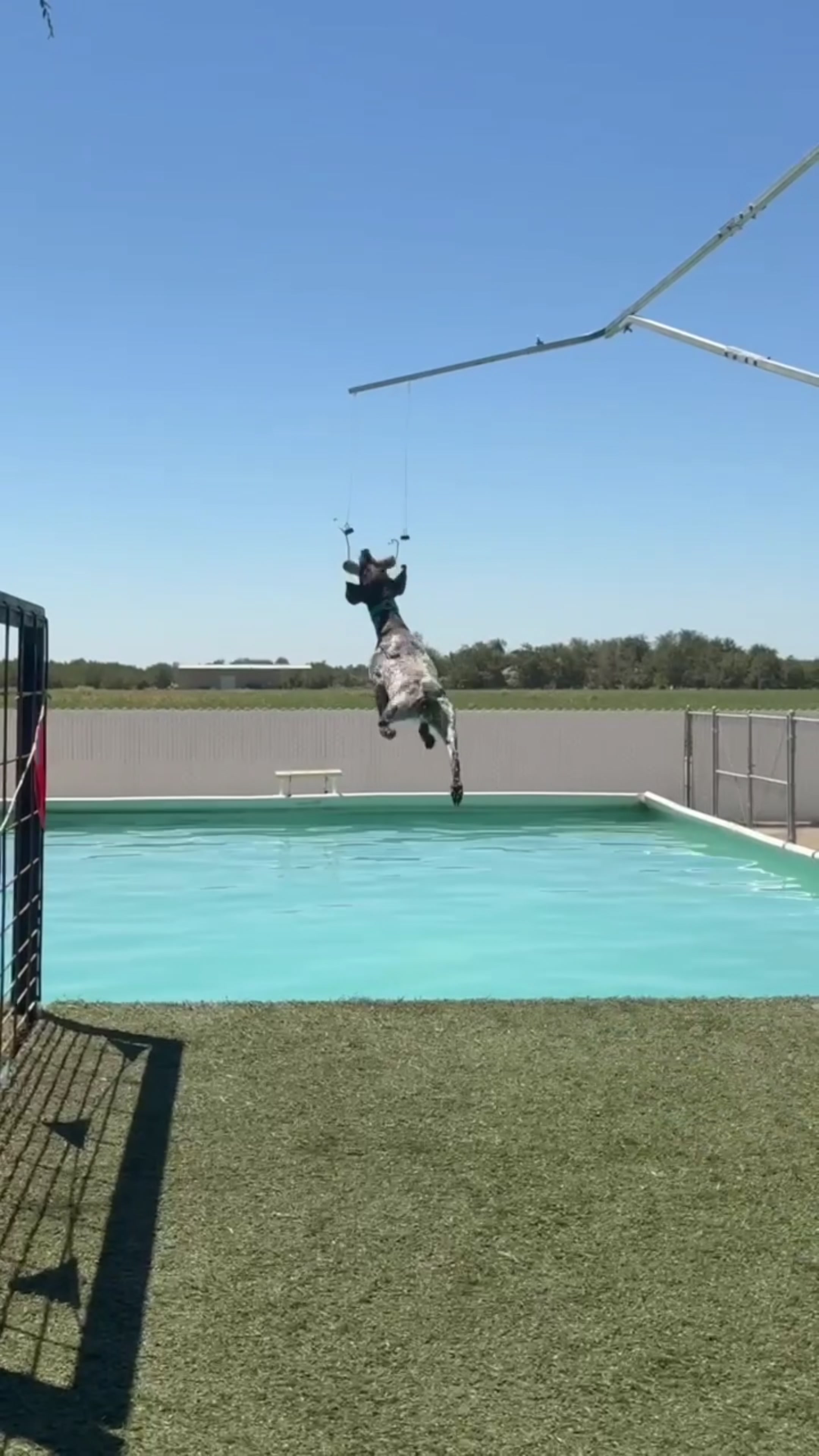 @alice_the_gsp