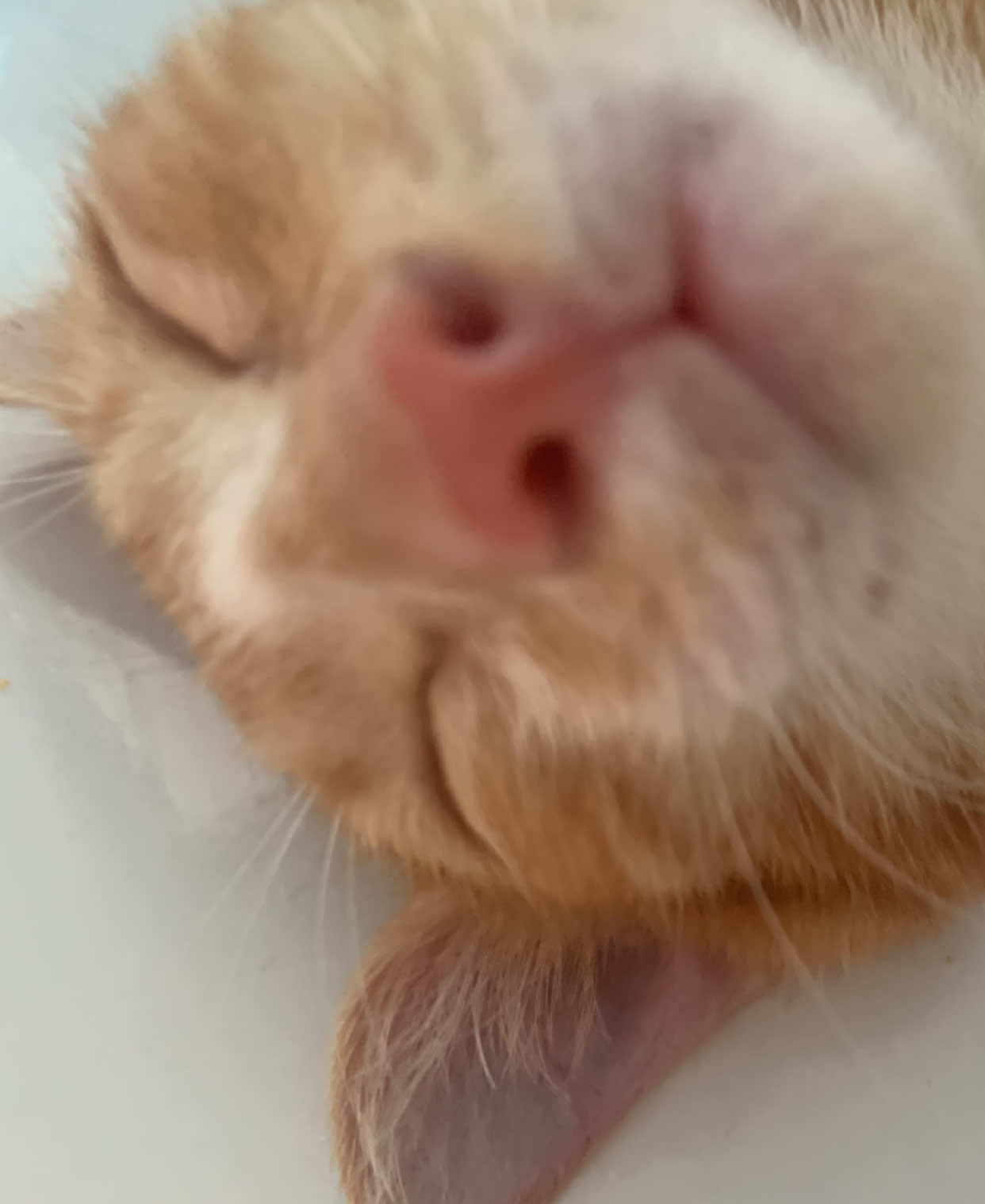 @Tr&uacute; m&egrave;o t&ecirc;n mimi