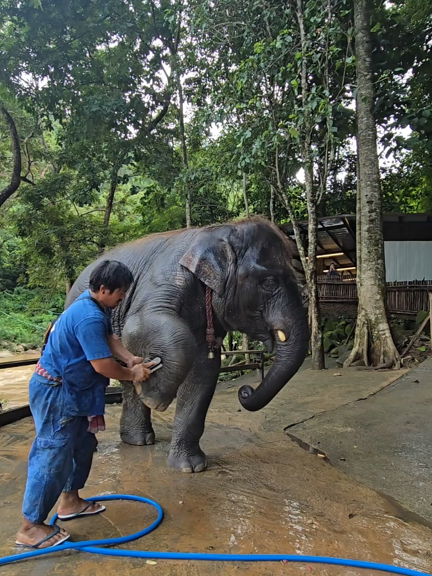 @ควาญแดง พลายภูพิงค์