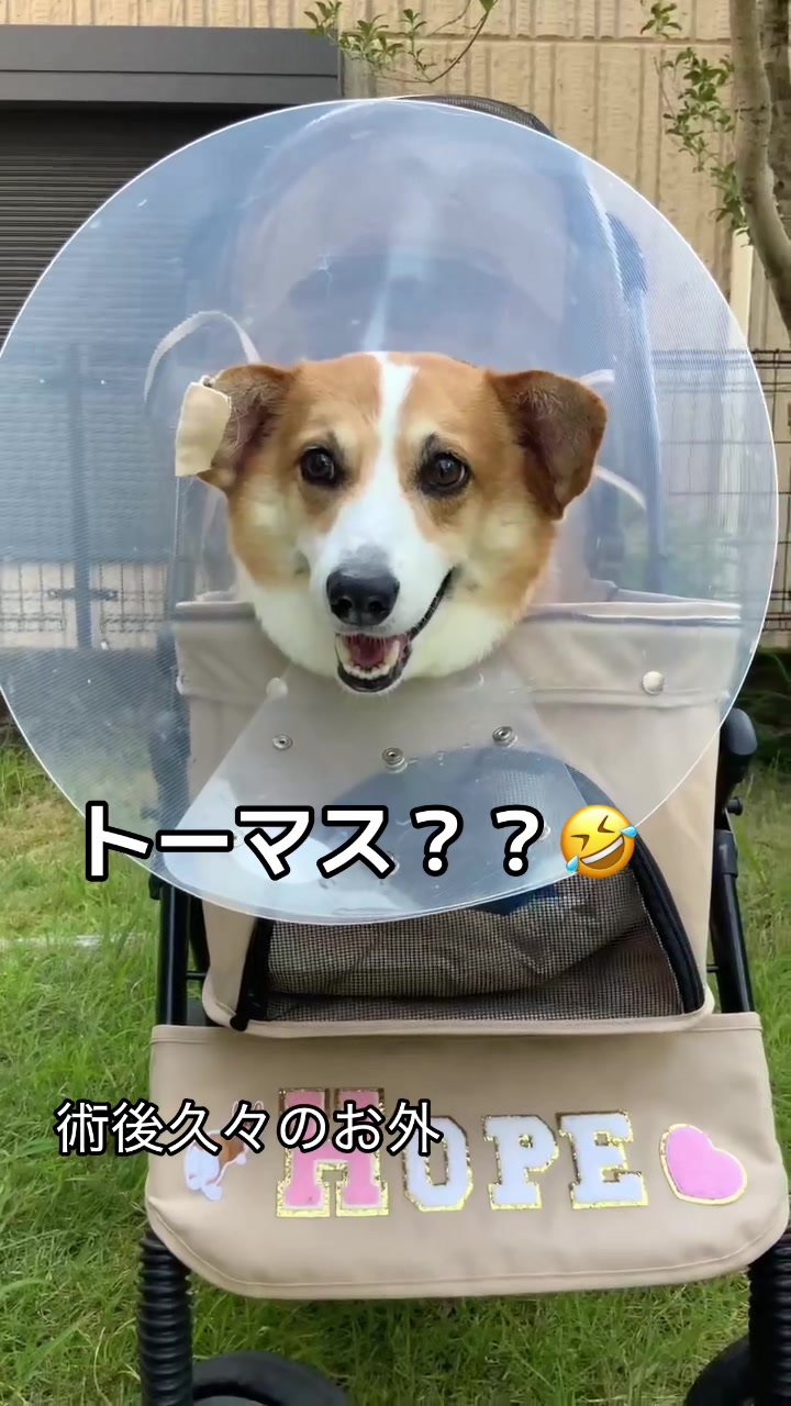 @コーギー犬のホープくん
