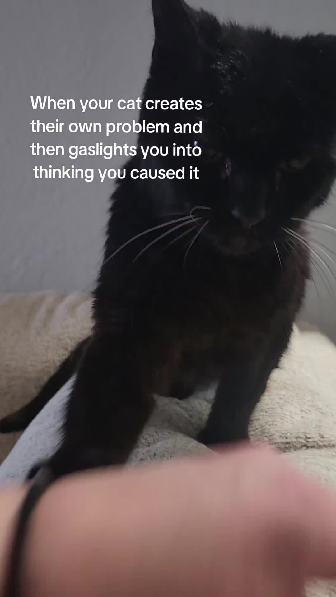 @9 Lives of Cat Chaos