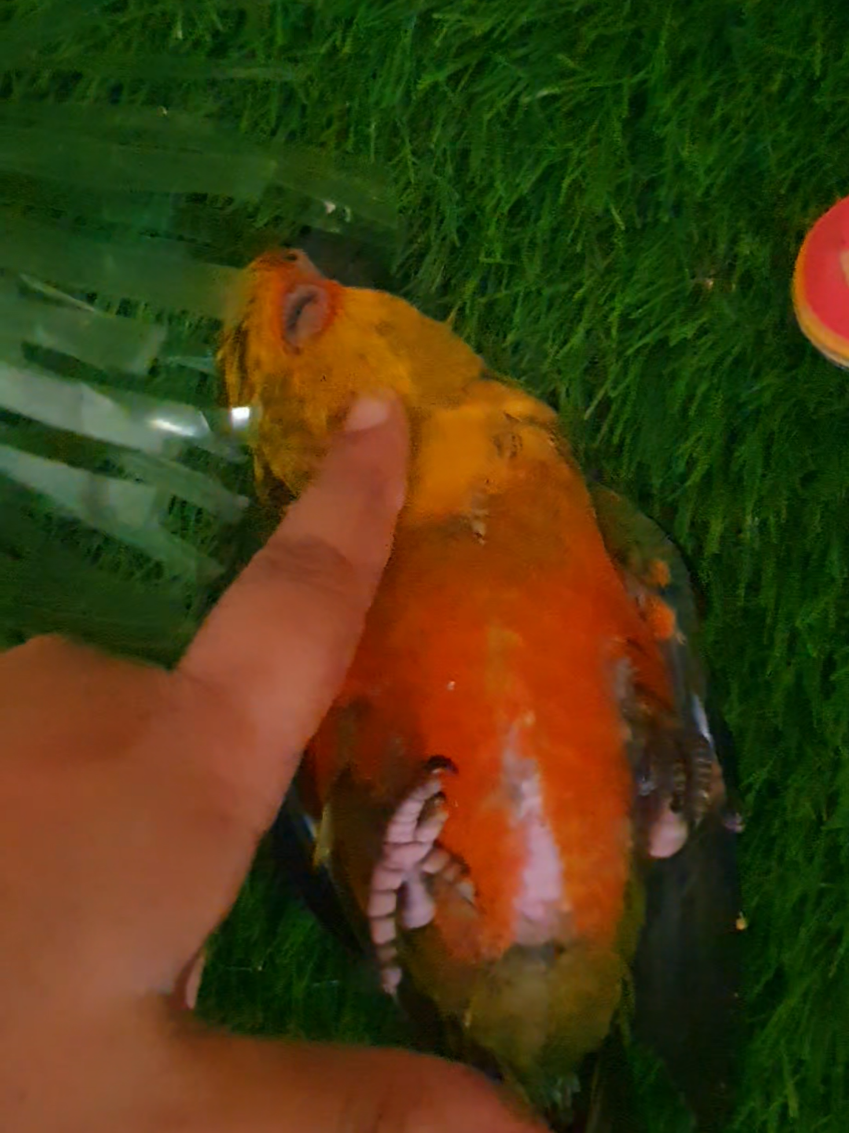 @B for birds