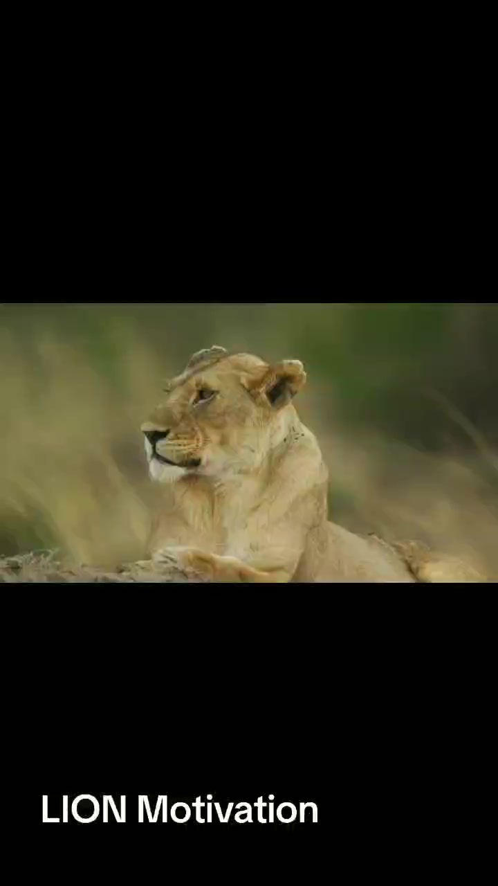 @LION MOTIVATION 🇨🇩🇨🇩🇨🇩
