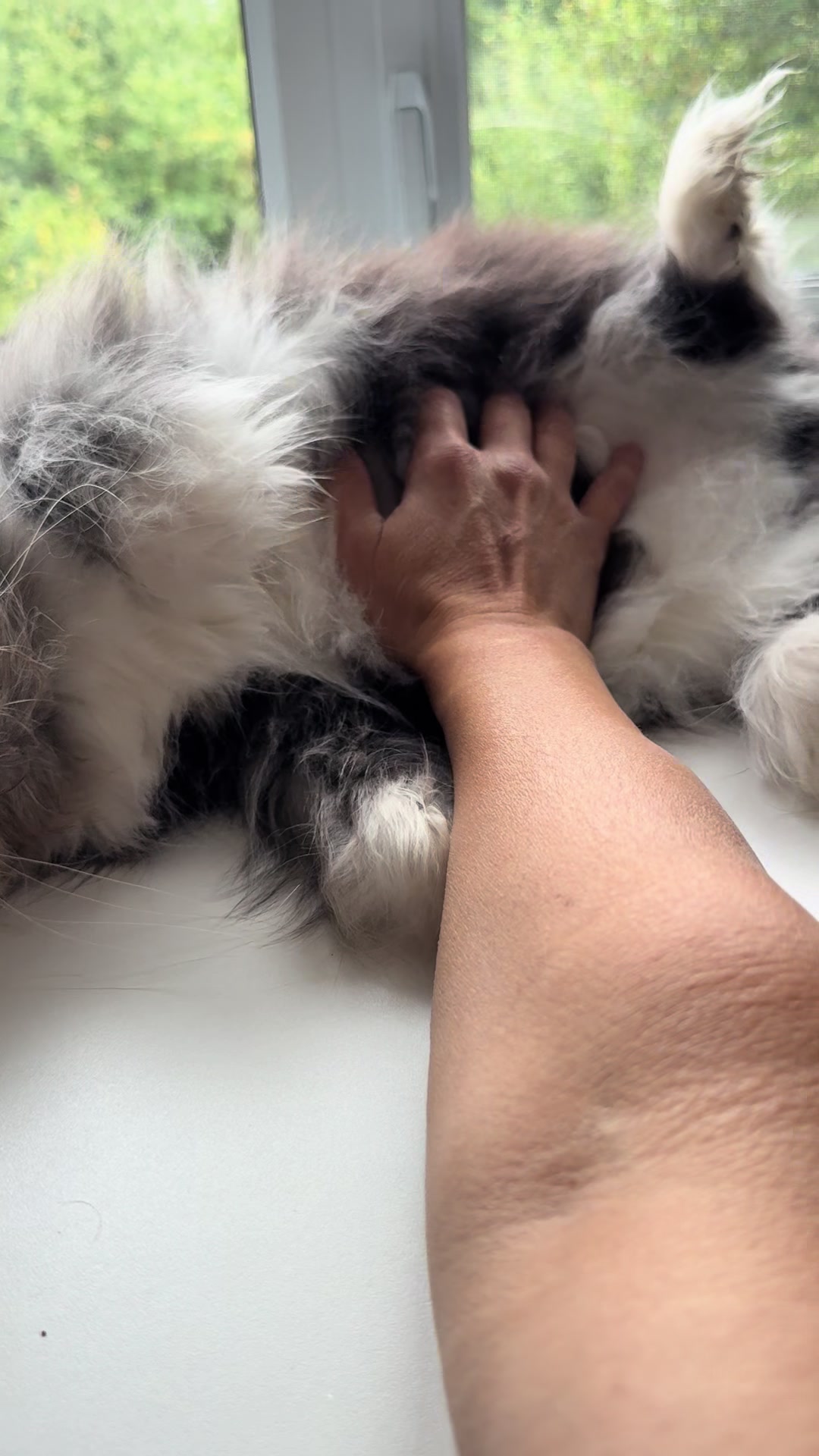 @atchoumthecat