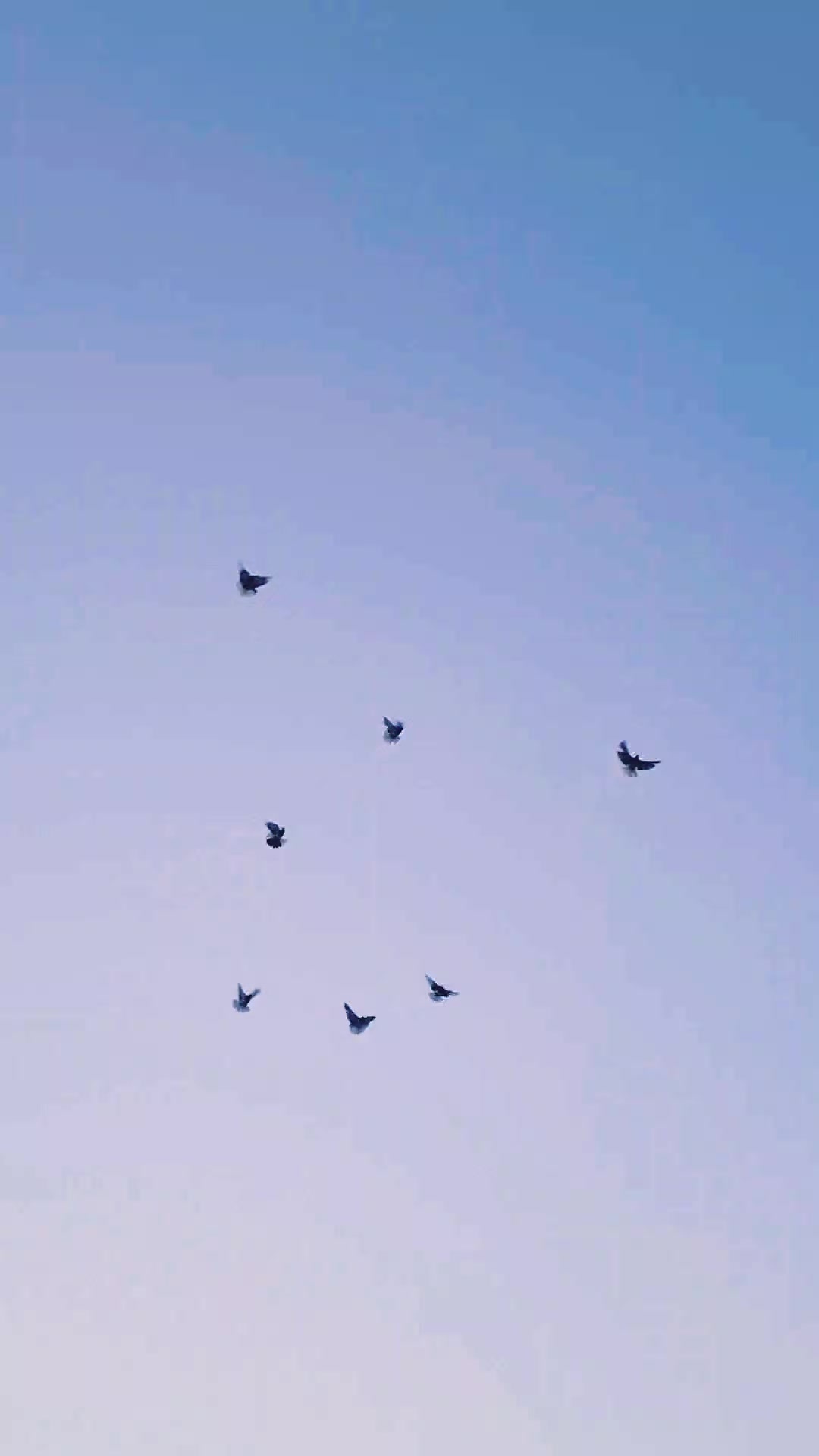 @Pigeons Tv