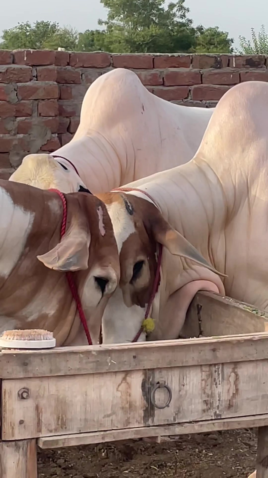 @Ustad Jee Cattle Farm