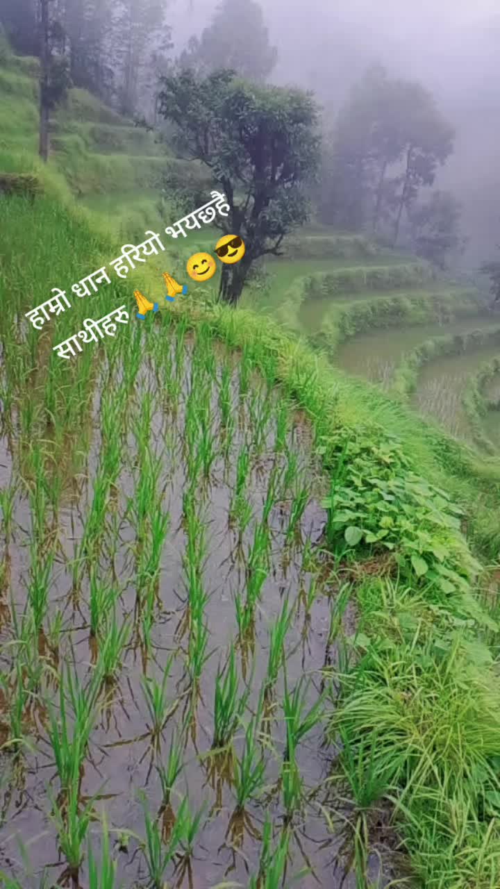 @Dipa Katel