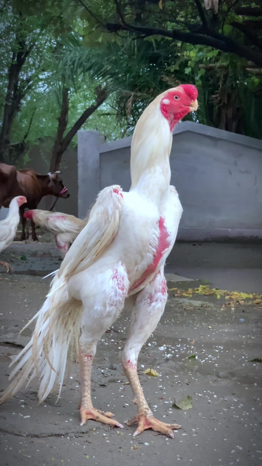@Birds_Goat