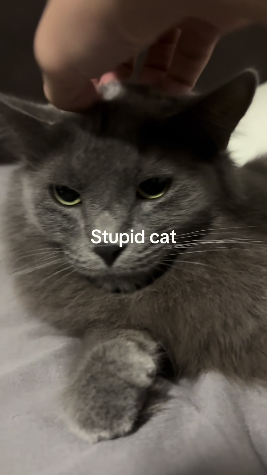 @fatuscats