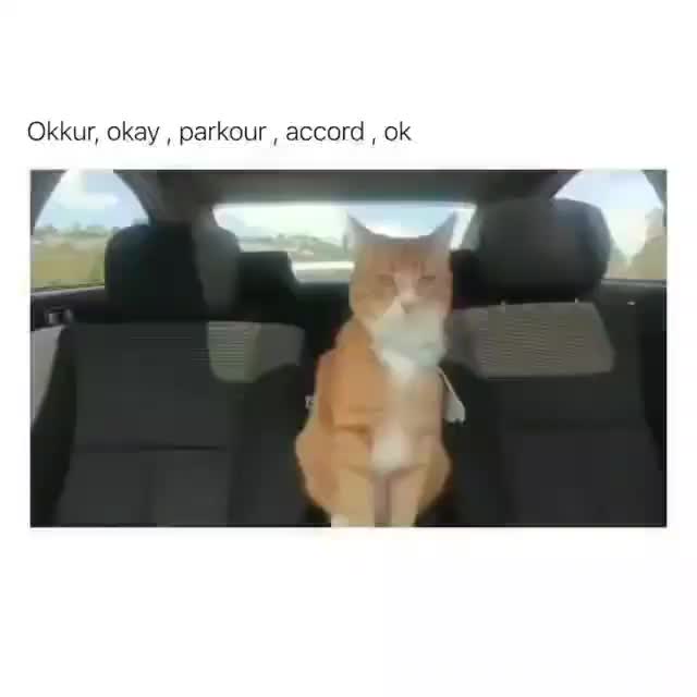 @Funny Animals World R