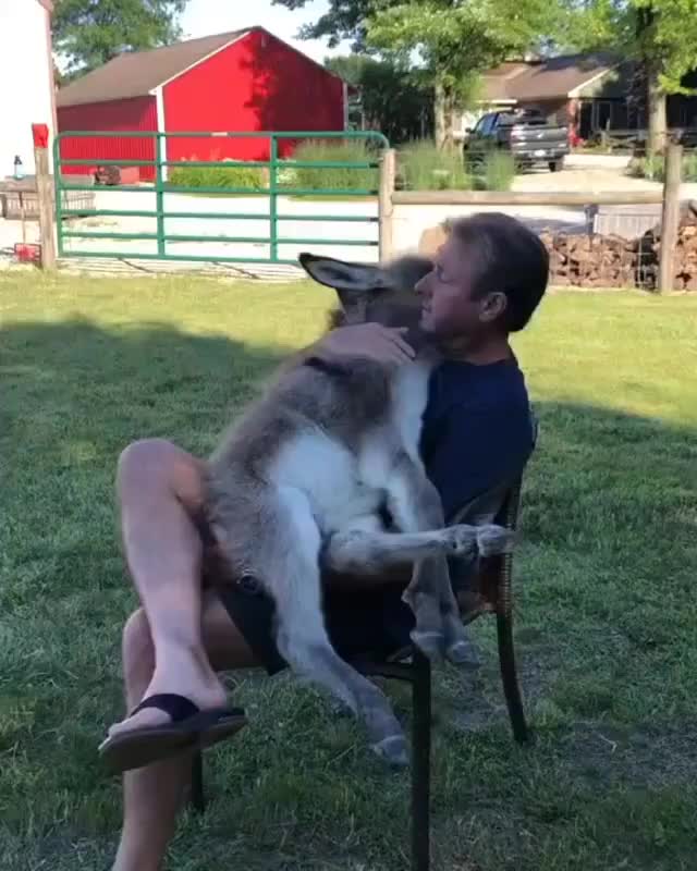 @Funny Animals World R