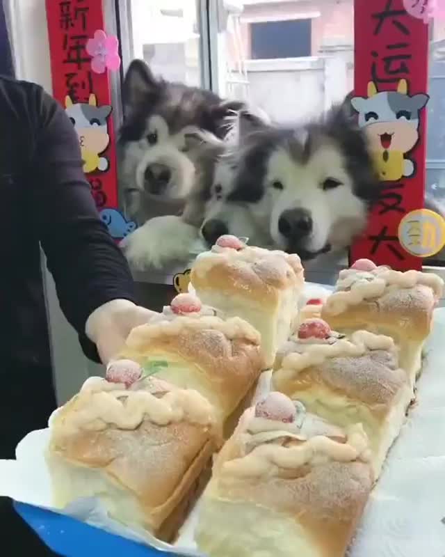@Funny Animals World R