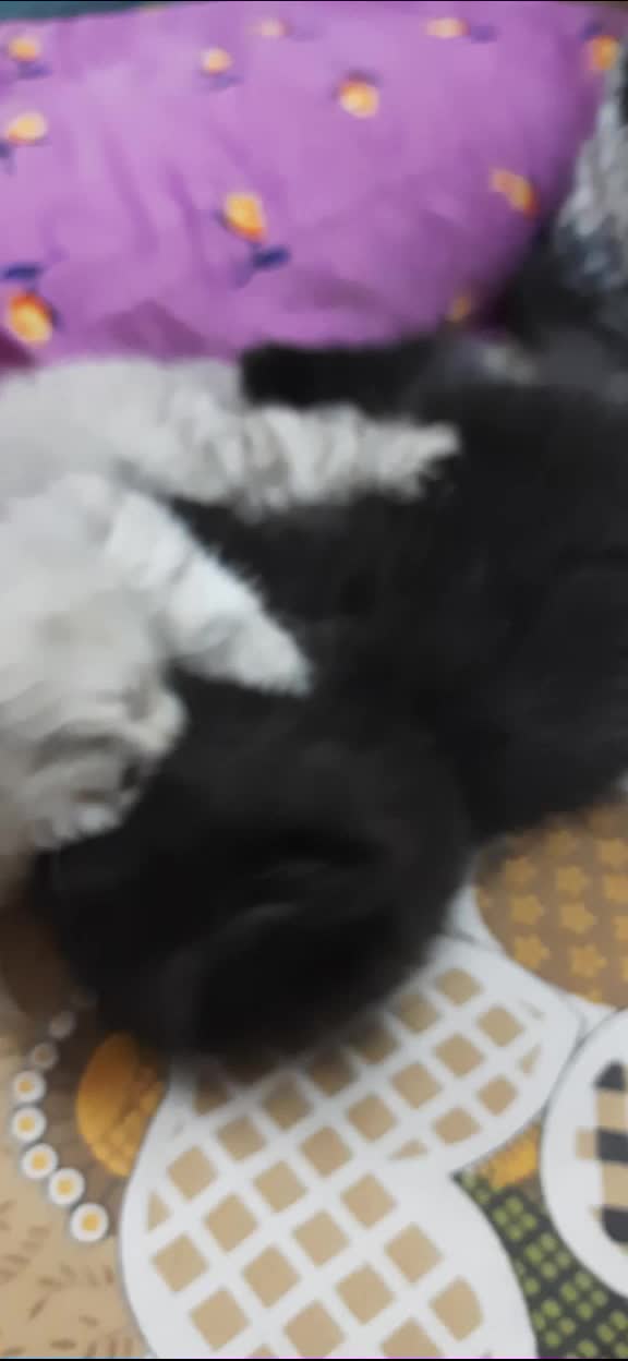 @FoFa Kittens