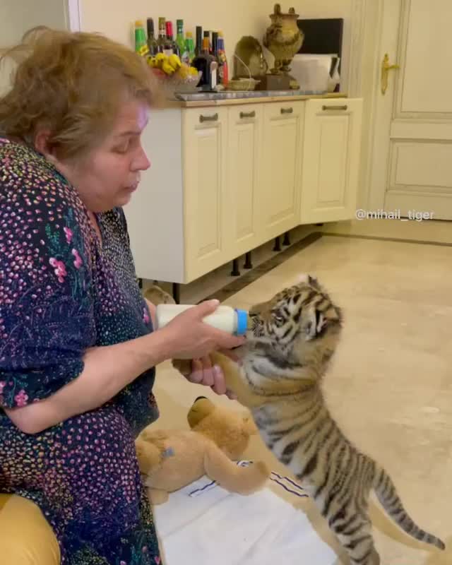 @Funny Animals World R