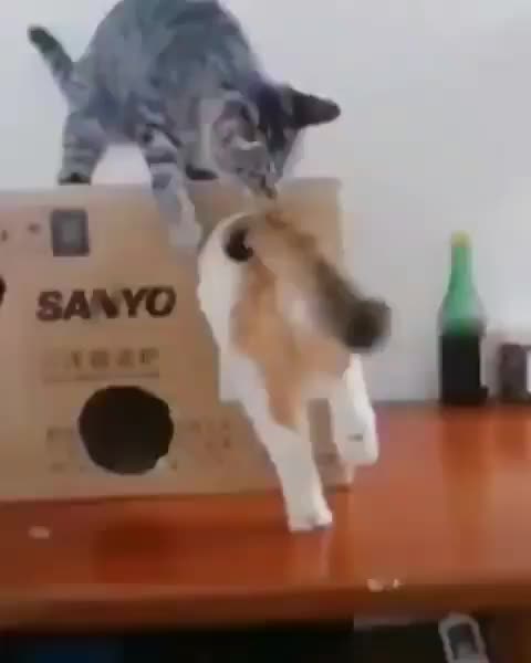 @Funny Animals World R