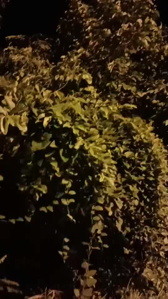 @Piyawat