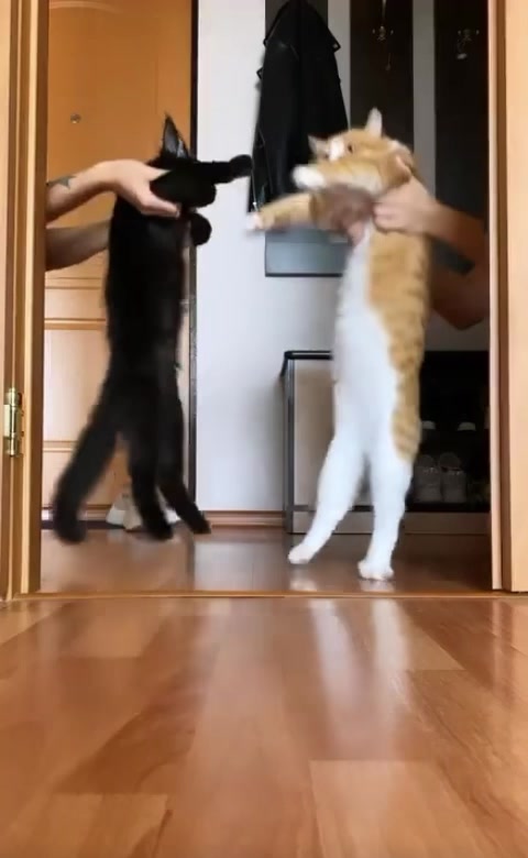 @Cat_Stepan