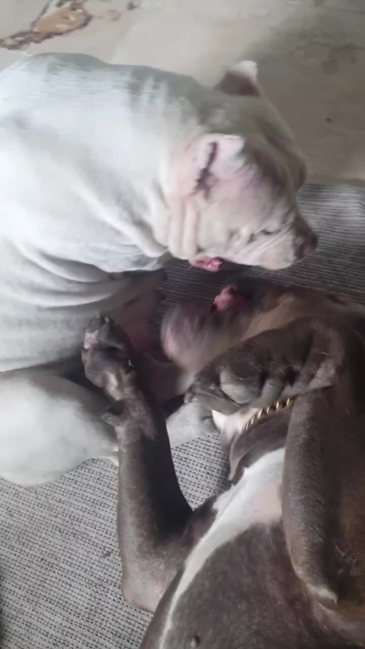 @🐾🪐The bully 🪐🐾