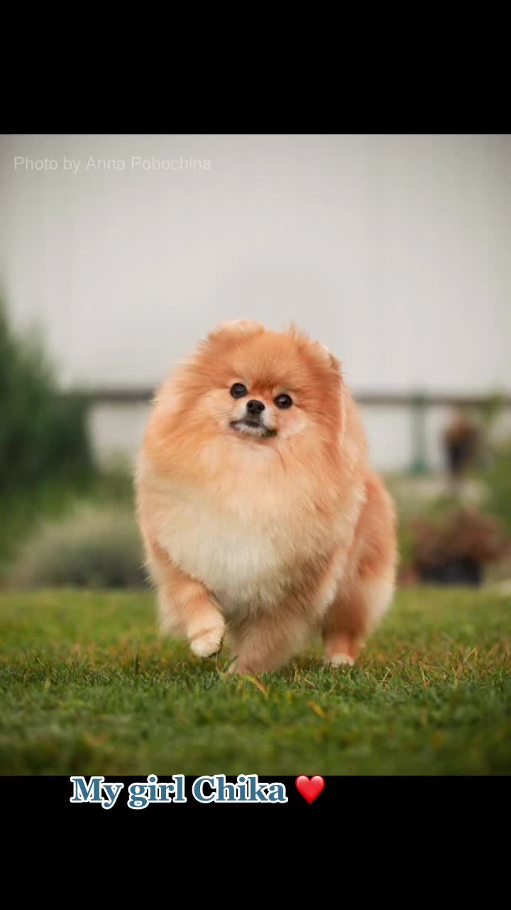 @Pomeranian
