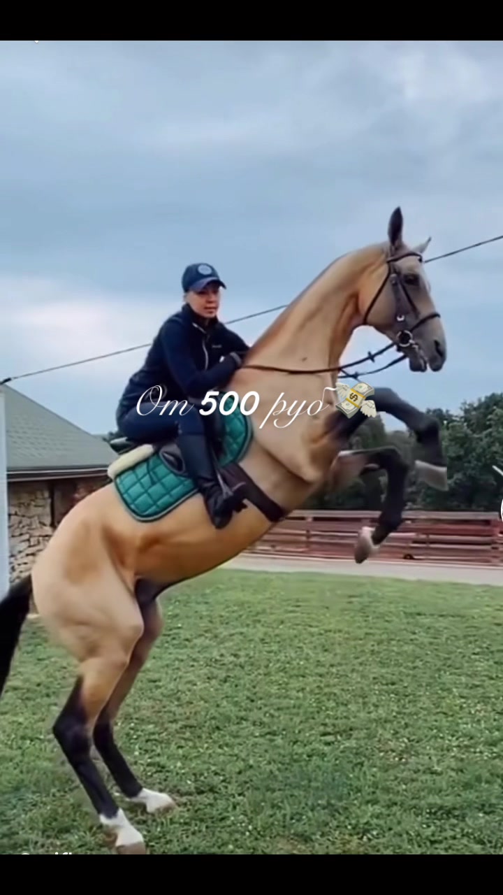 @horse riders