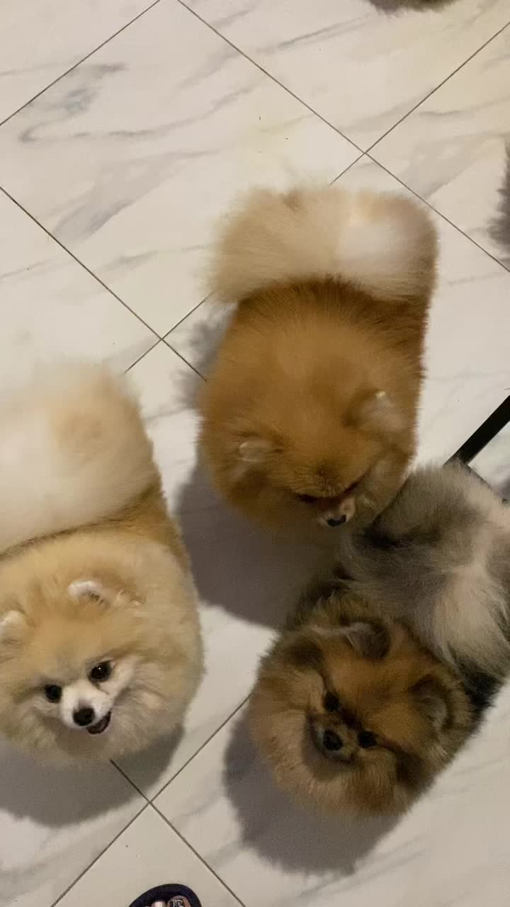 @Pomeranian