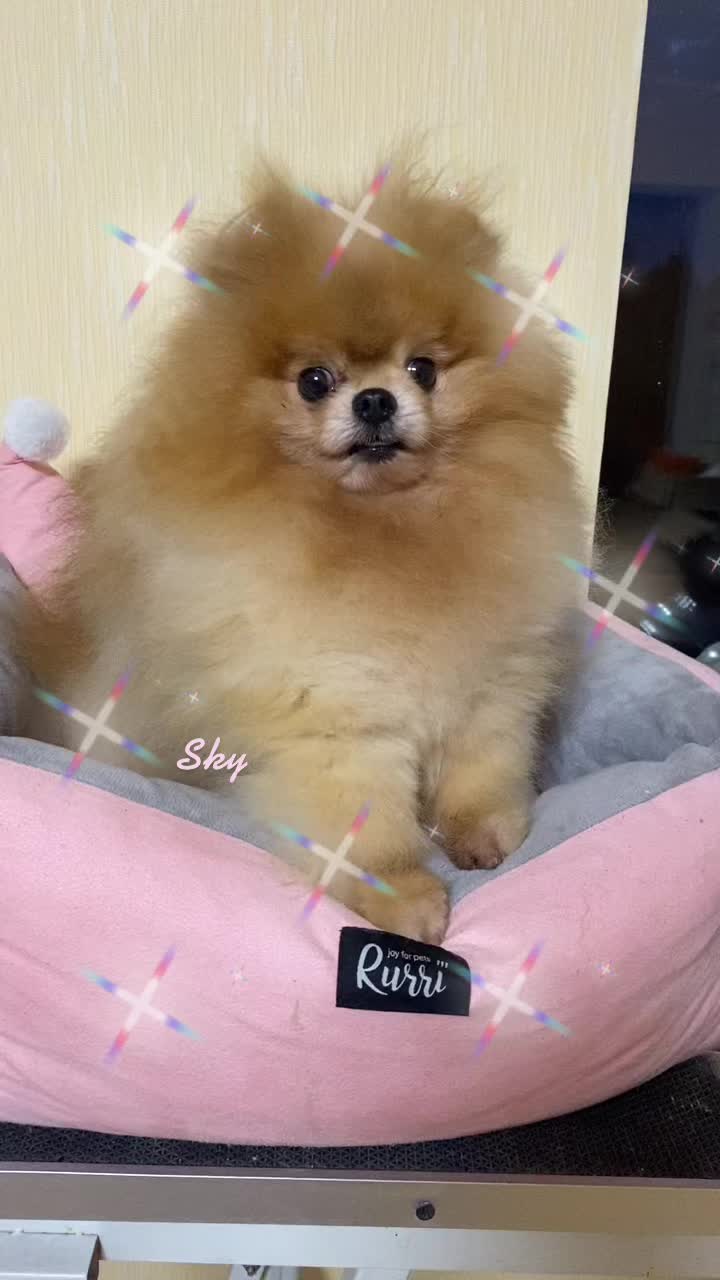 @Pomeranian