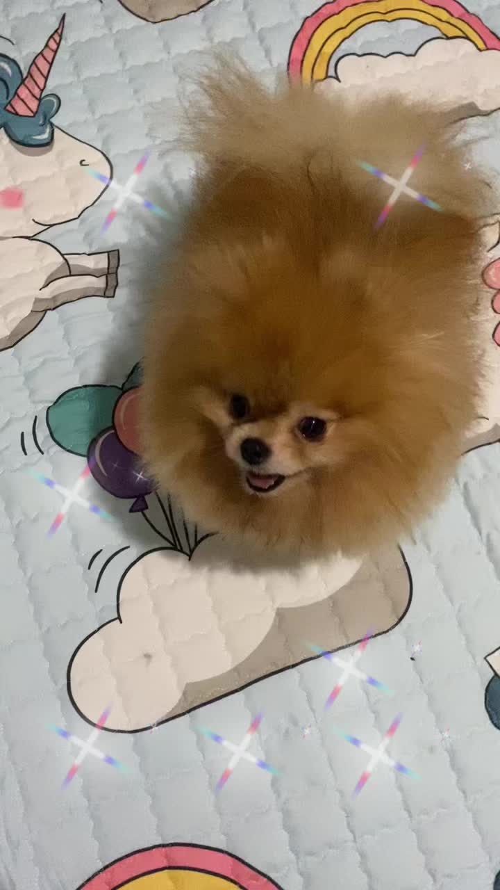 @Pomeranian