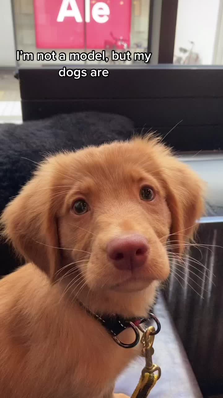 @vainukuonot 🐾