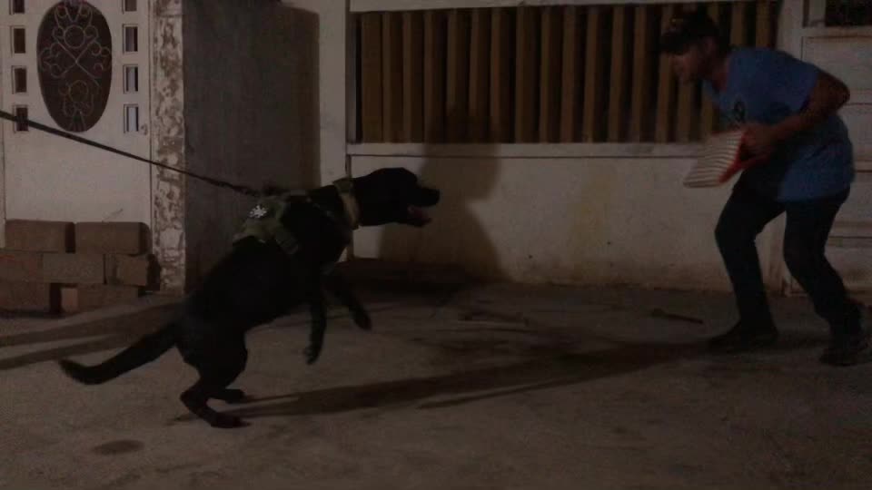 @Vom Gadap Haus K-9