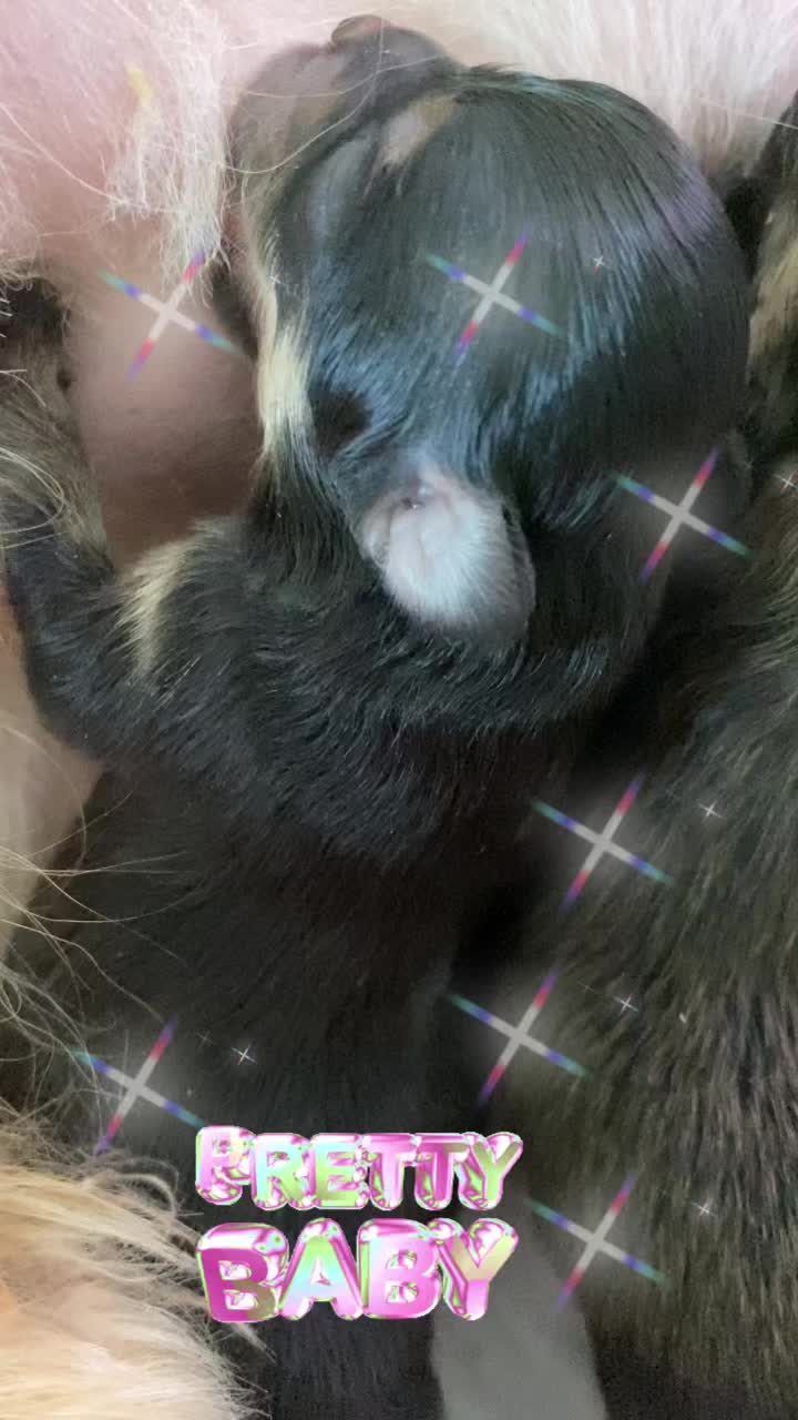 @Pomeranian