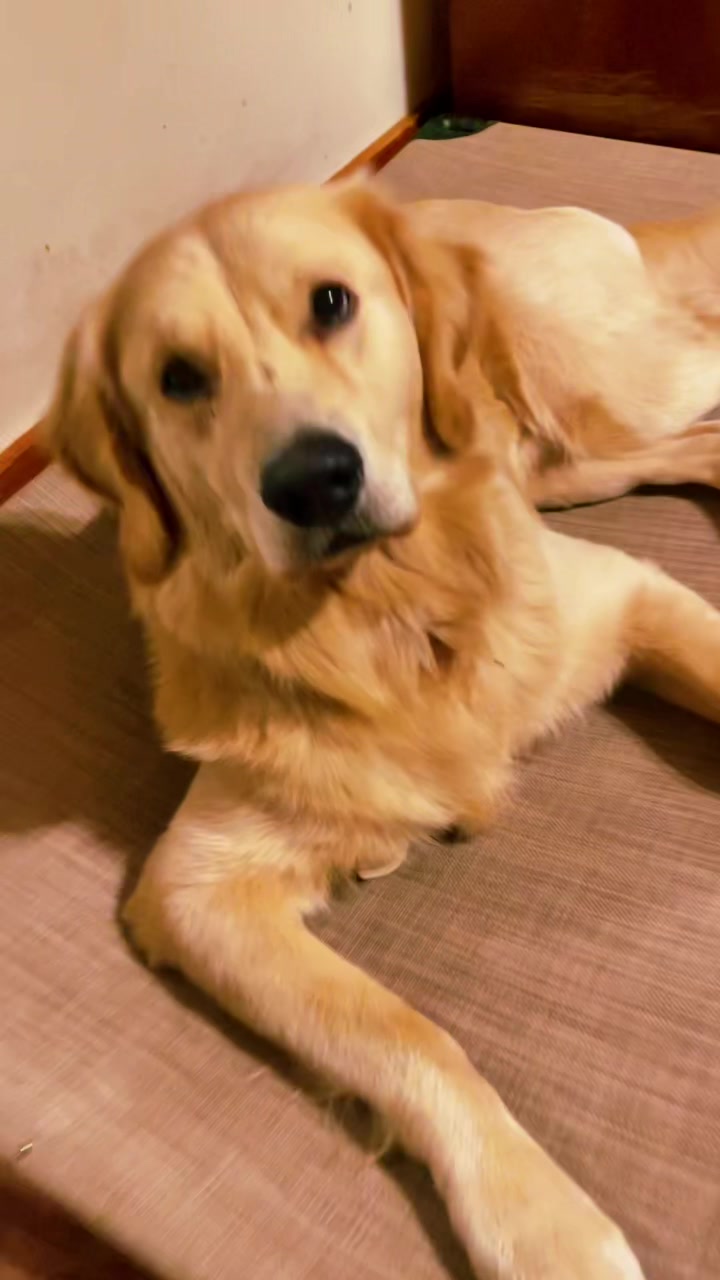@Buddy the Golden 🦮😎