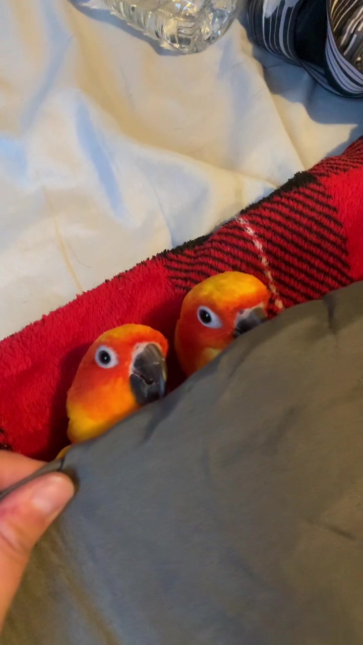 @Bird_Tails
