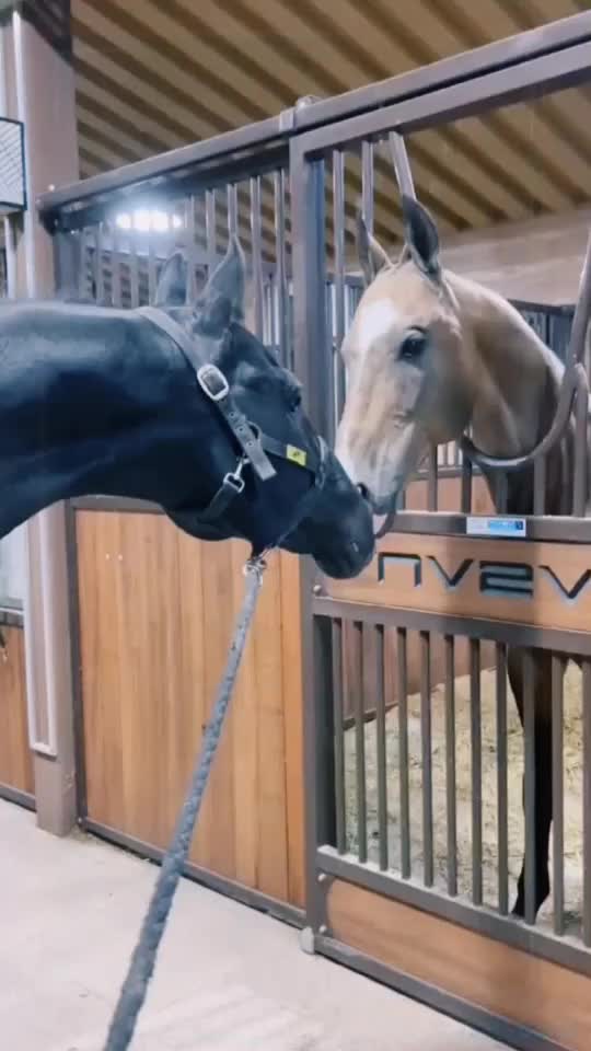 @Horse🐴🦄💕