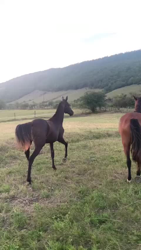 @MakvinStud