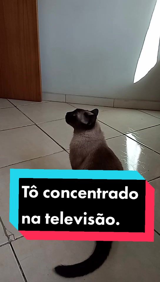 @O GATO ZEZ&Eacute;