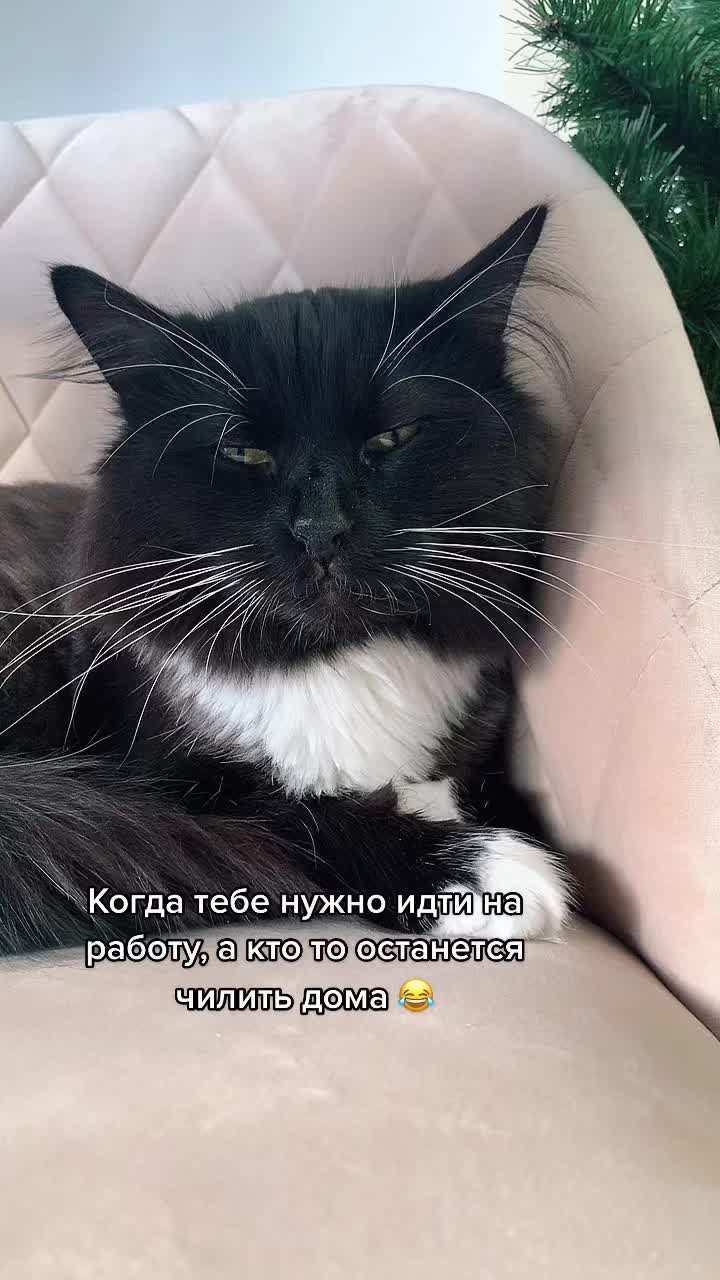 @КОТ МУЖИК 🐾