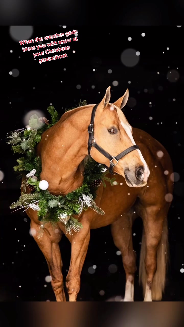 @Tisha 📸🦄 Equestrian&ensp;Photog