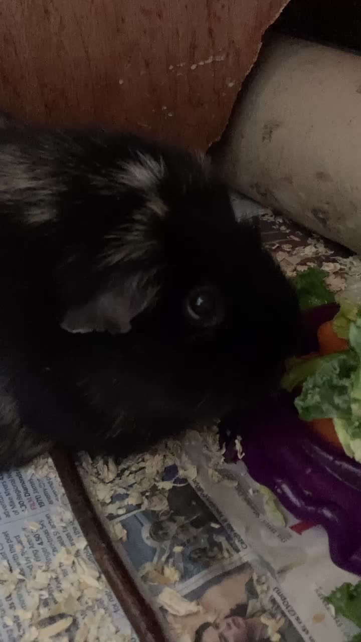 @Guinea pig tricks 🐹👍