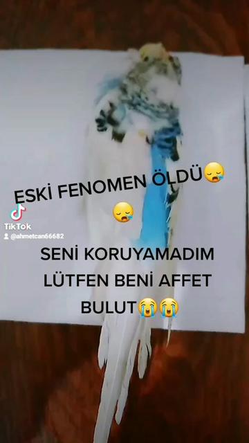 @ahmetcan6668