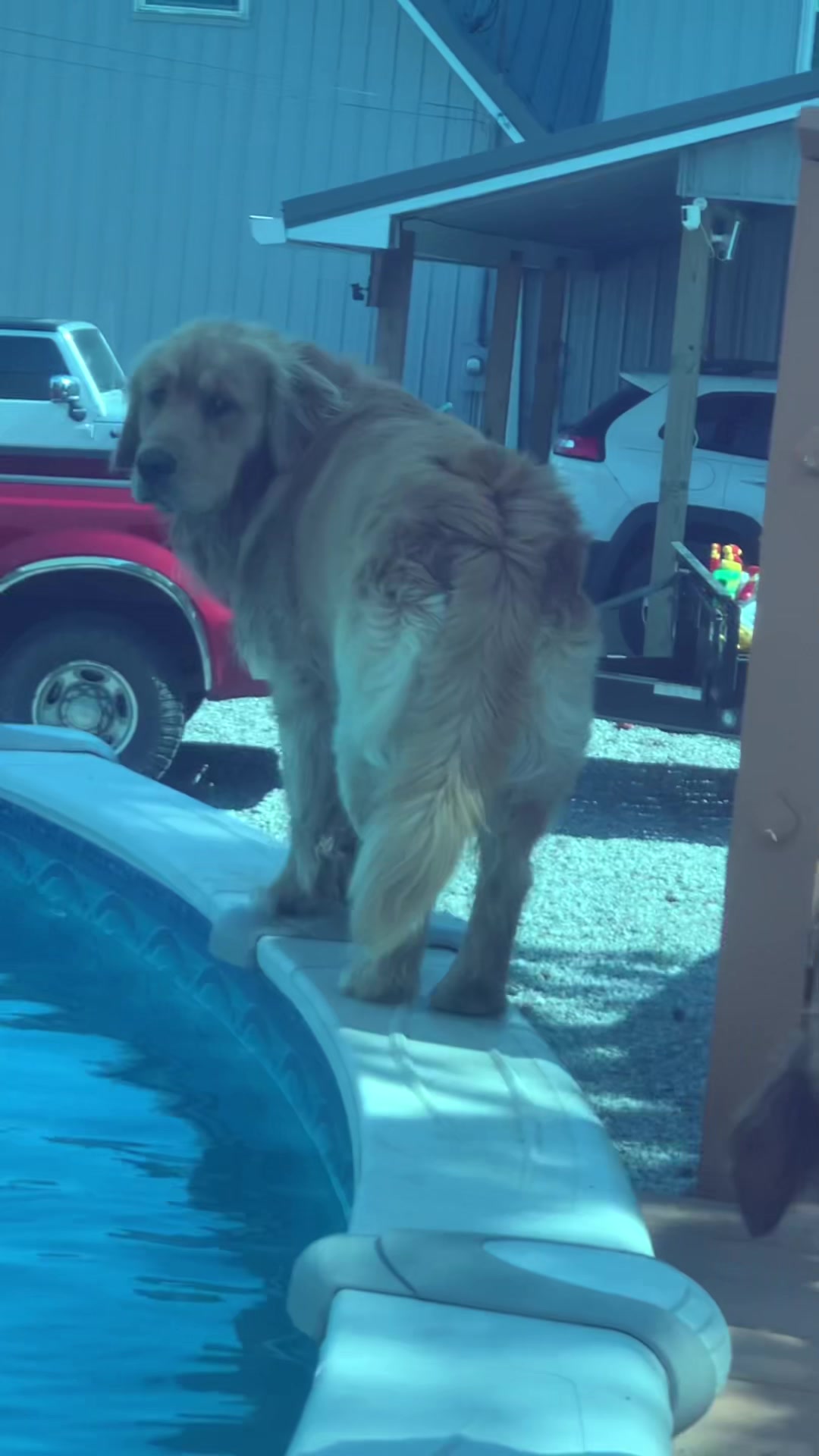 @Family full of goldens