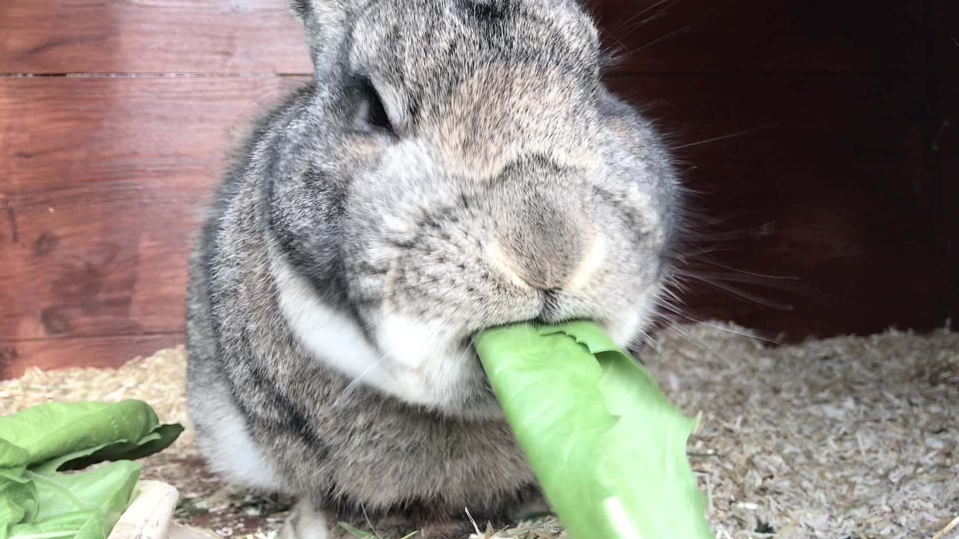@🐾