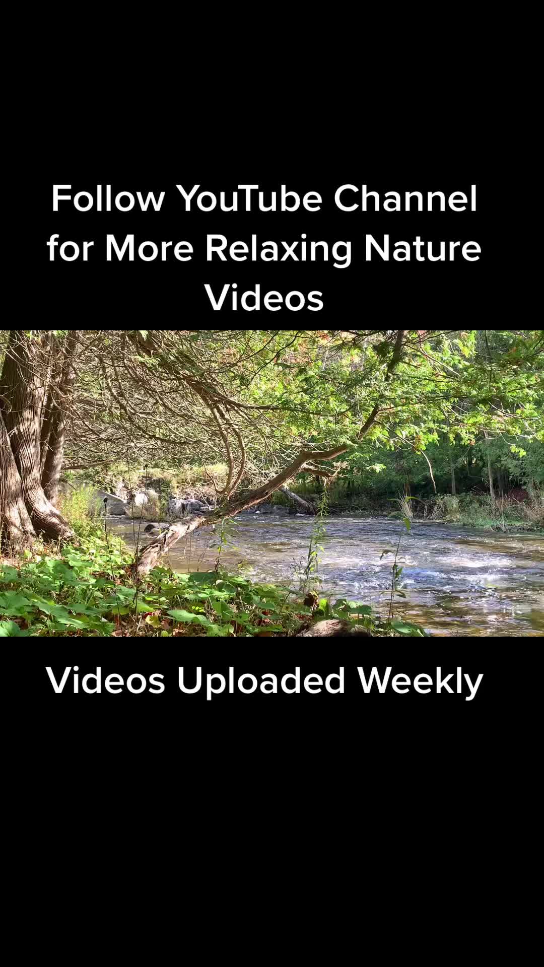 @Nature’s Sounds