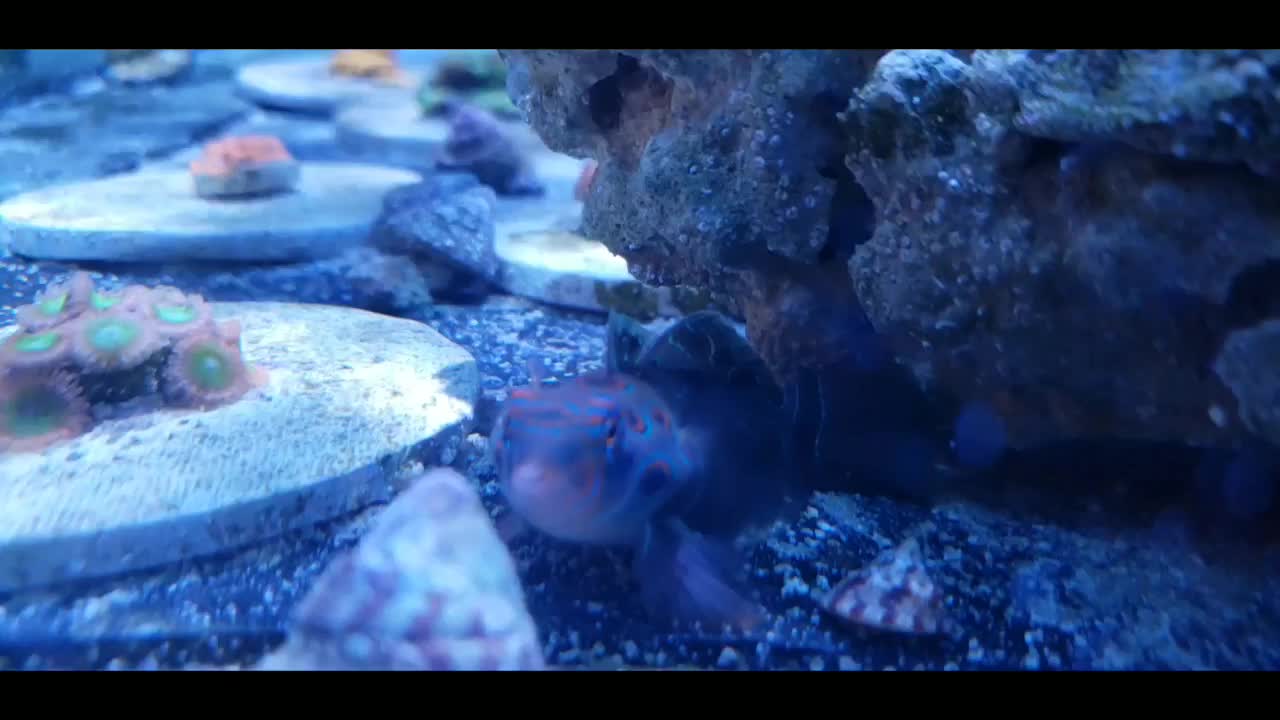@300gallontank