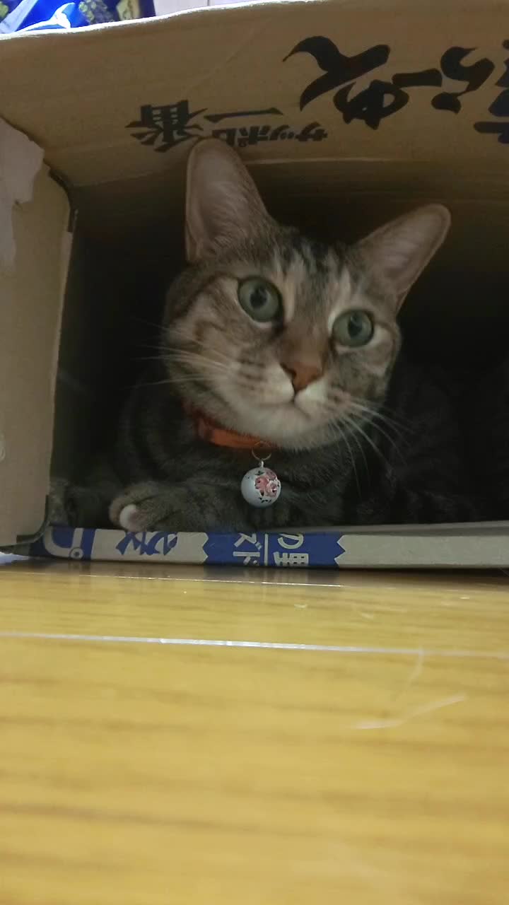 @７にゃんこ🐾LIFE