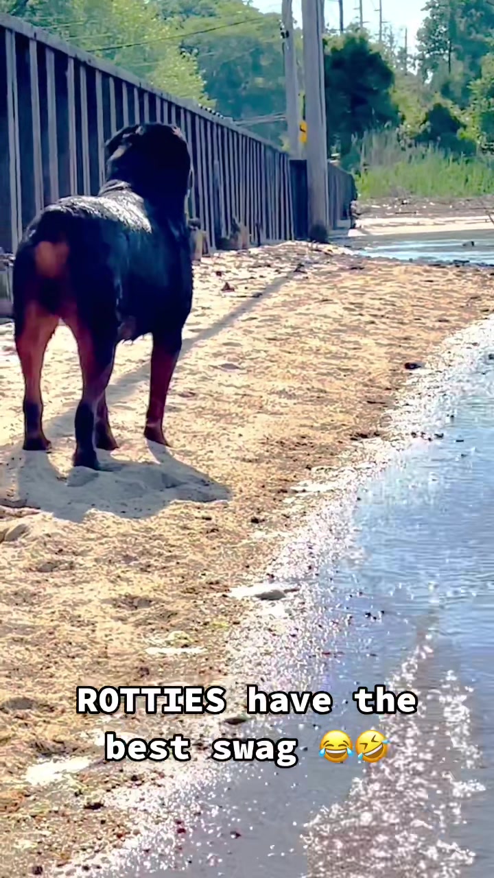@RottweilerRuger